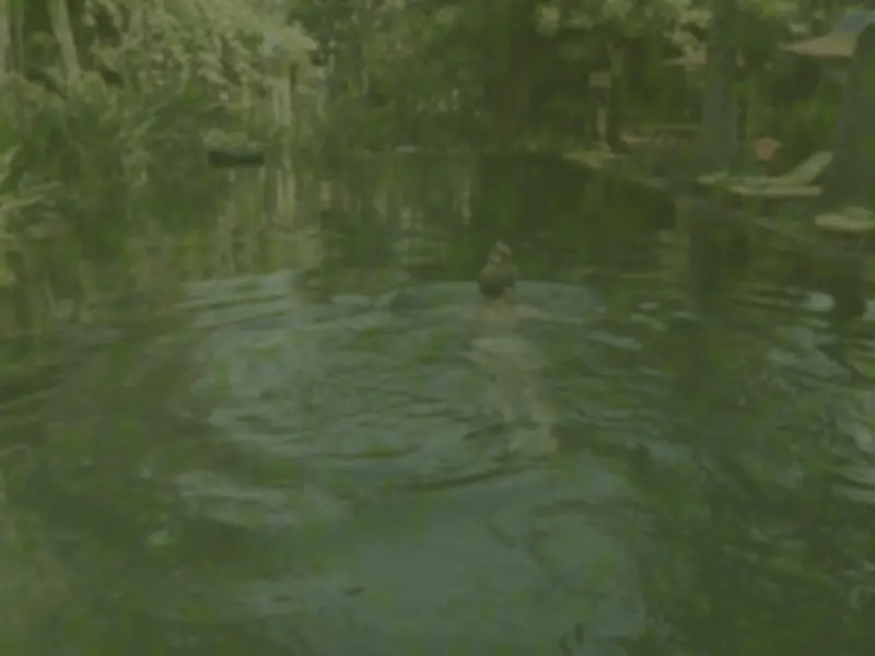 Antes: piscina natural cercada de vegetação com água turva